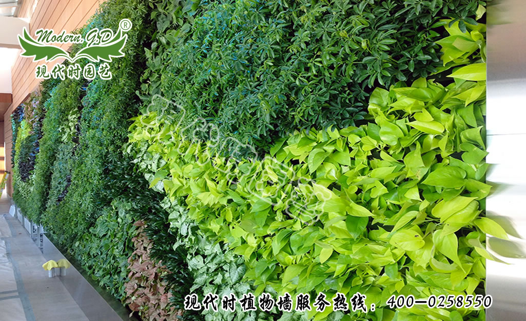 壁挂式植物墙